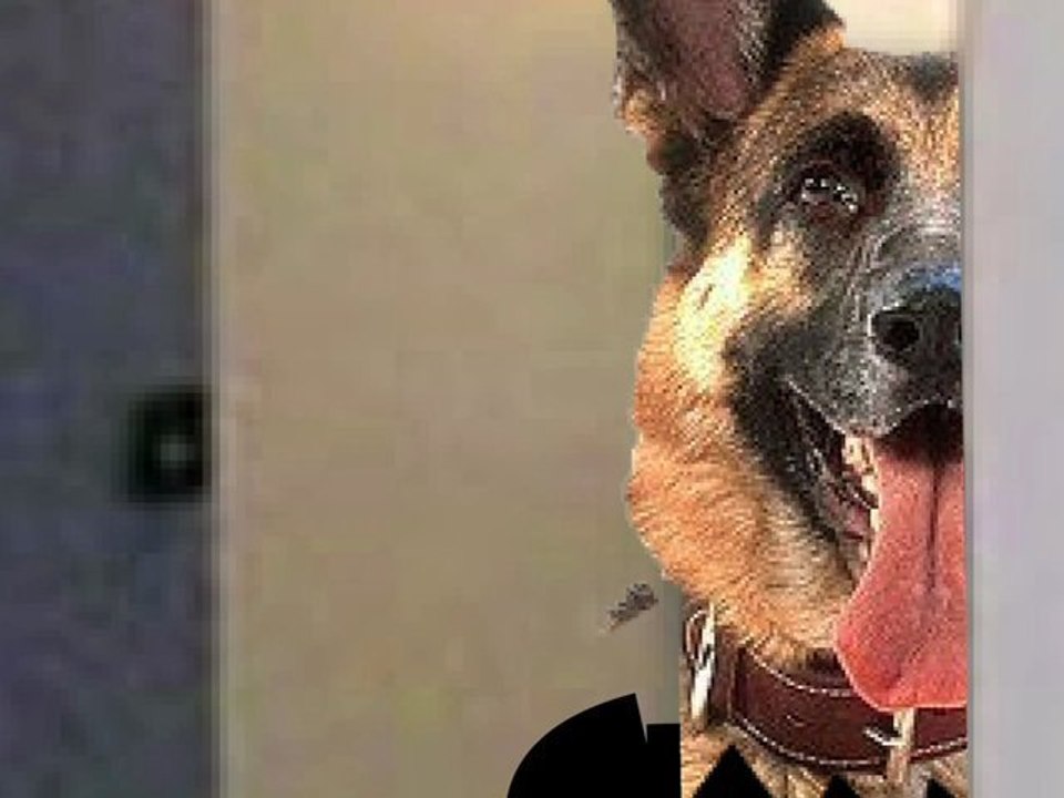 Girl and Boy Episode 9: Dog Gone It w/ the Ultimate Talking Dog