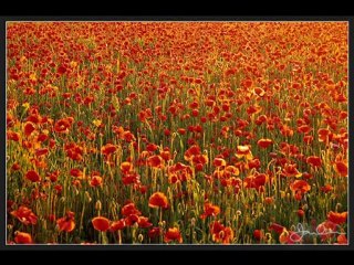 ww1