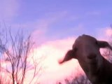 Little Man Dancing on Goats Face