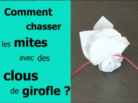 comment chasser des mites avec des clous de girofle