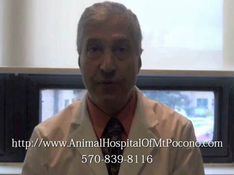 Dental Care for Dog or Cat in Mt. Pocono PA