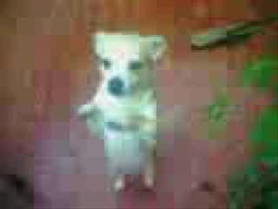 Mi pichicha