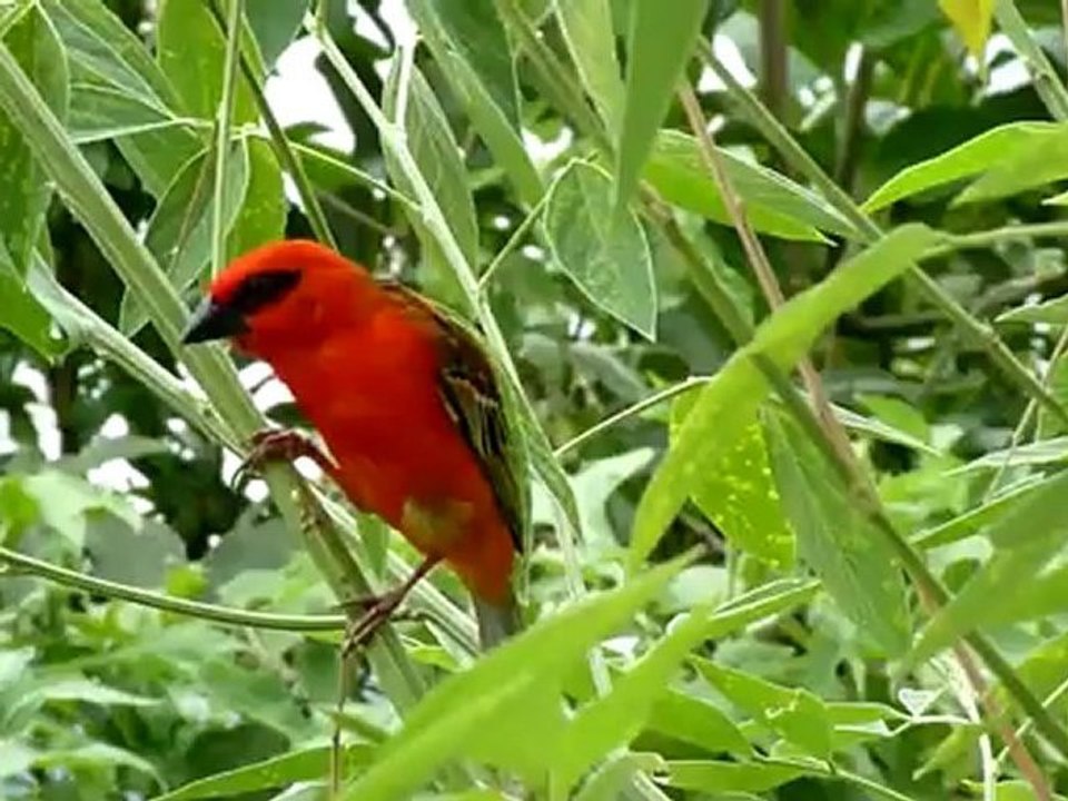 Cardinal pendant la saison des amours à la Réunion
