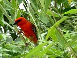 Cardinal pendant la saison des amours à la Réunion