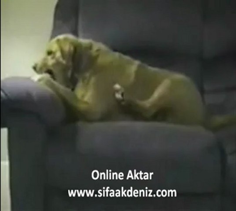 Aç Köpek