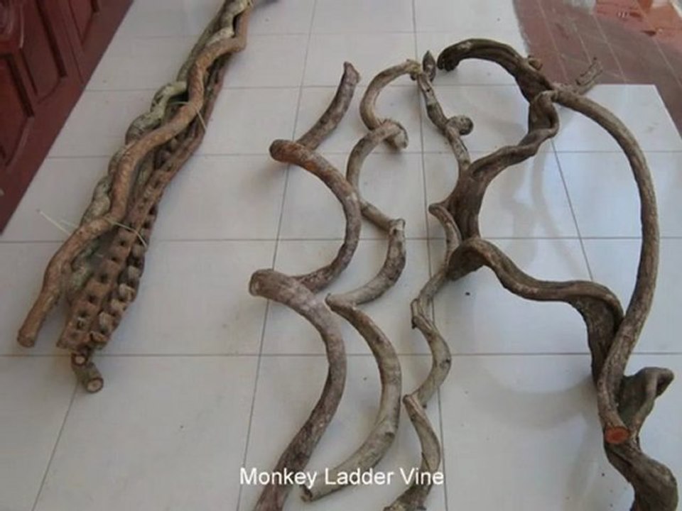 Monkey Ladder Vine