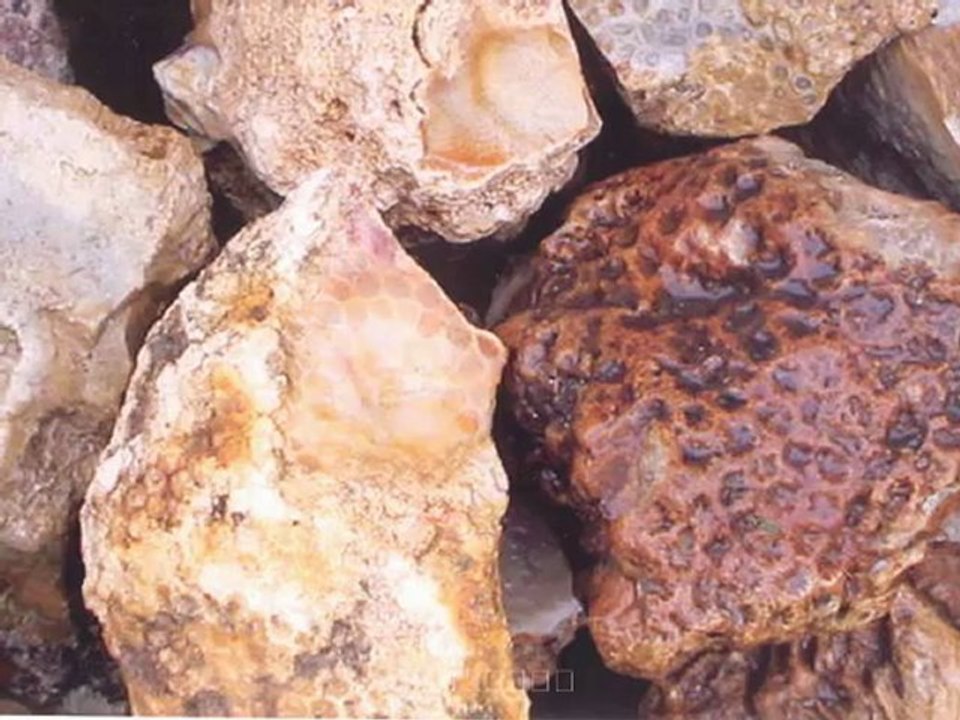 Fossil Coral