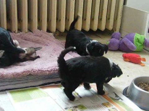 Bébés chiens chinois cinq semaines