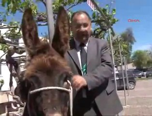 Milletvekili Meclis'e Eşekle Geldi