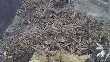 VID00283