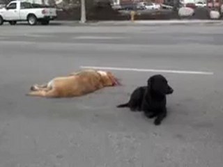 Un labrador courageux refuse d'abandonner son compagnon