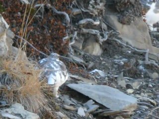 Lagopède dans le Parc national des Ecrins