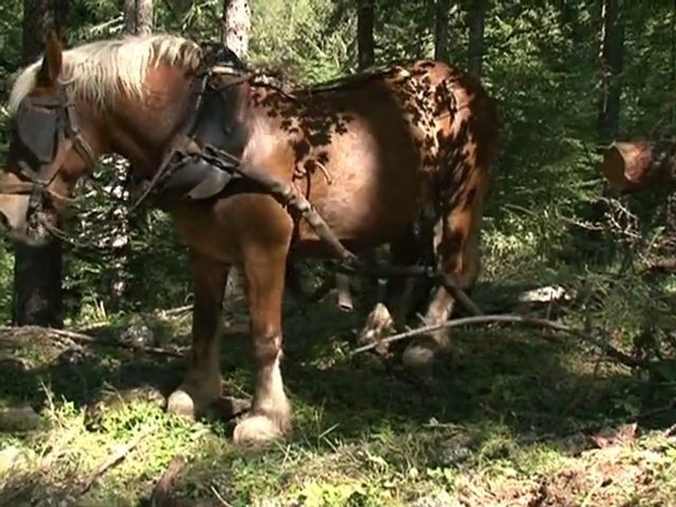 Débardage à cheval dans le Parc national des Ecrins
