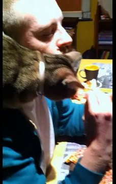 Lectomaton Iessid 1BD 11-12 Renard Charlotte Pizza Margherita