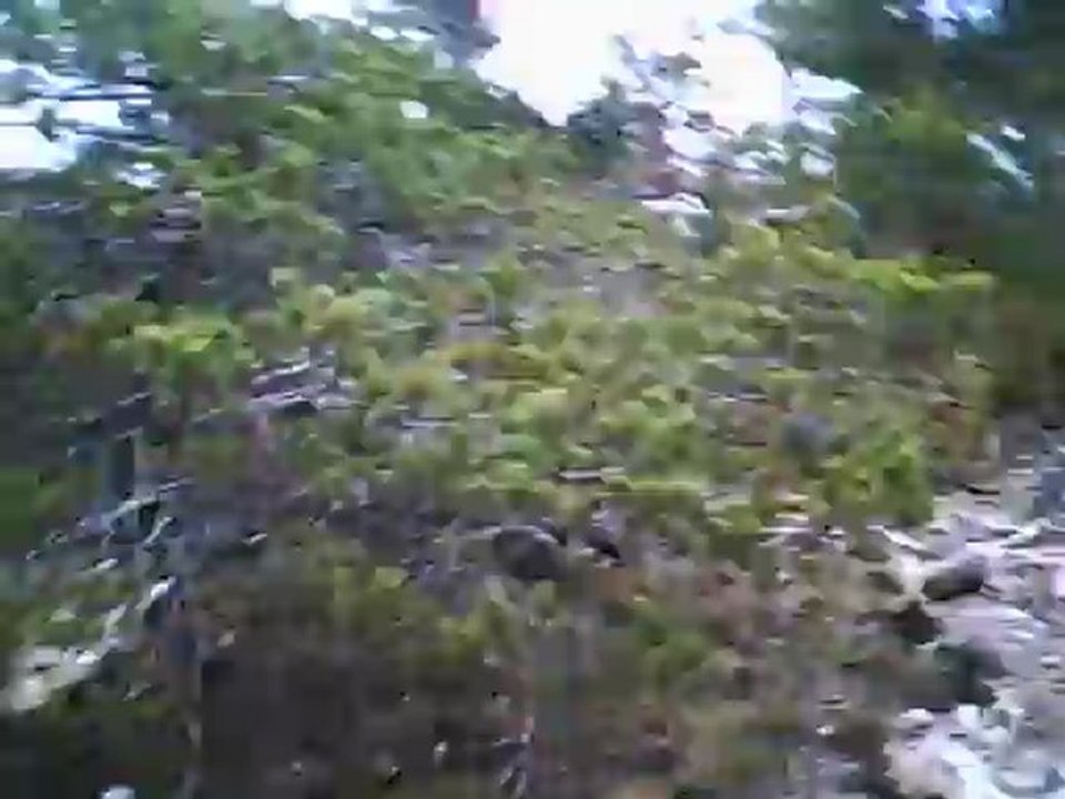 4 sanglliers à 20 sec au fond
