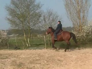 05.04.2012.j.tenebra.vertic.galop