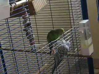 La sortie des ondulées