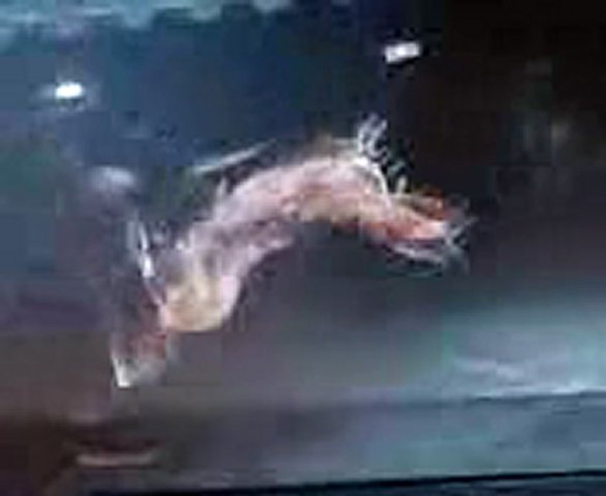 beug du cheval qui vole