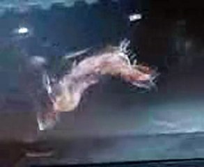 beug du cheval qui vole