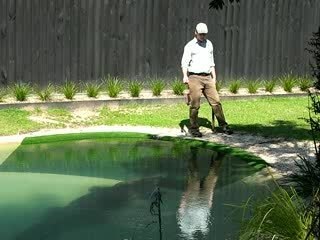 salt water crocodile