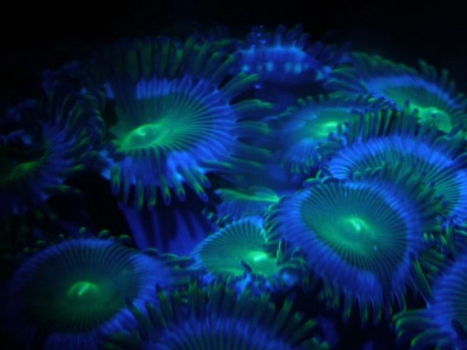 Transformation fluval edge récifal