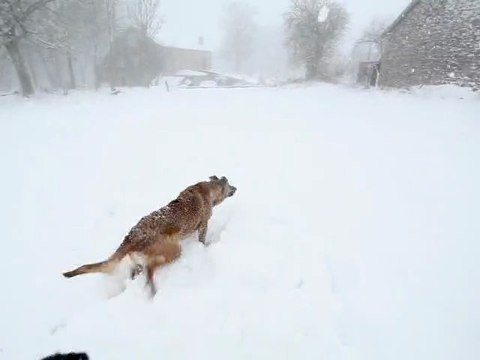 Kapy dans la neige du printemps