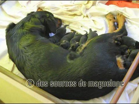 Choupette du Perouet et ses chiots beaucerons