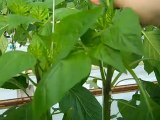 Growing Peppers: first pruning and blooming.