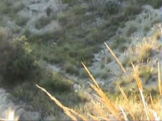 podencos canarios en agost