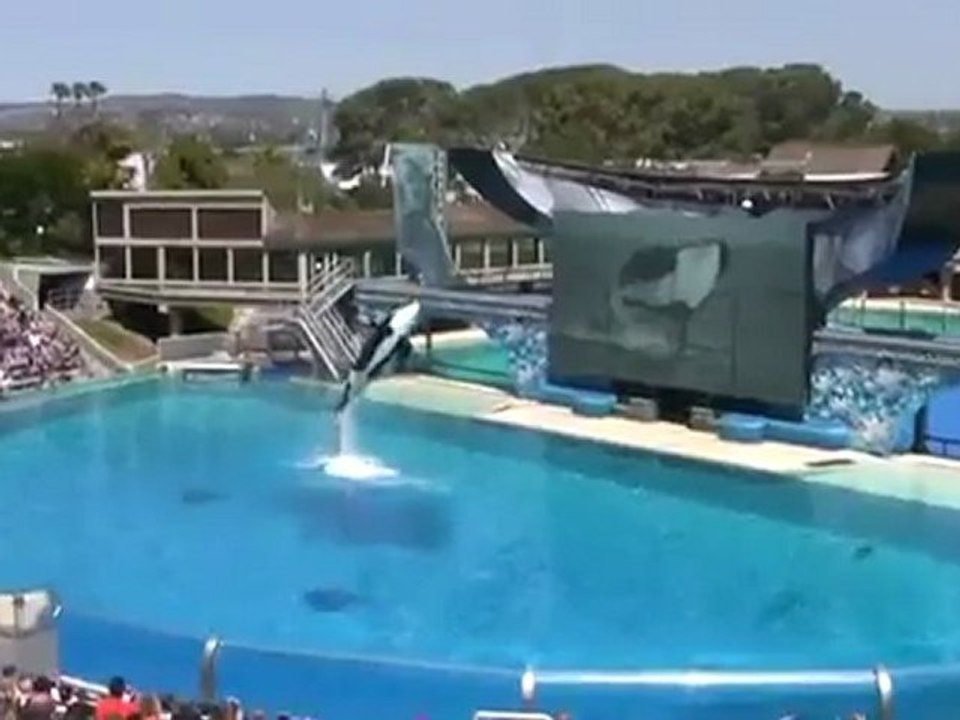 Balinaların muhteşem şovu gösterisi