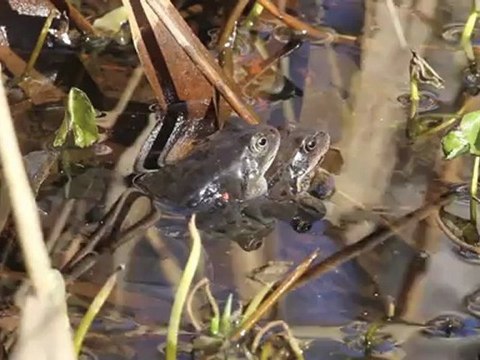 Reproduction des grenouilles rousses
