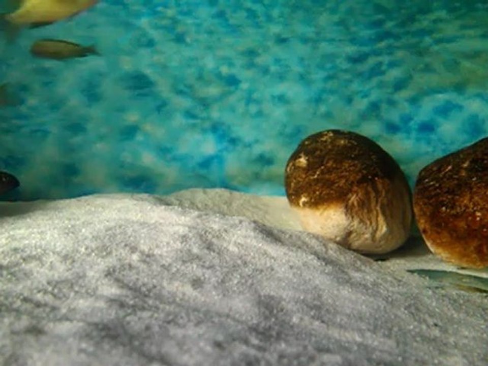 tropheus çiftleşme görüntüleri