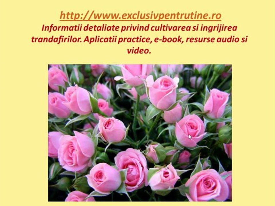 Afla Acum 8 Secrete Pentru Taierea Trandafirilor