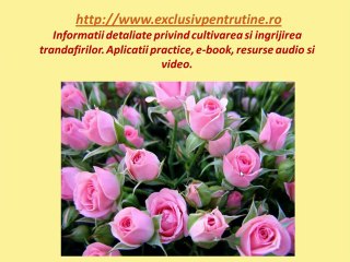 Afla Acum 8 Secrete Pentru Taierea Trandafirilor