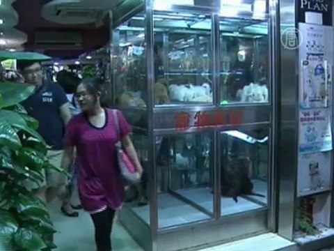 В Гонконге процветают нелегальные заводчики собак