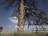 Path of destruction, pine beetles in British Columbia