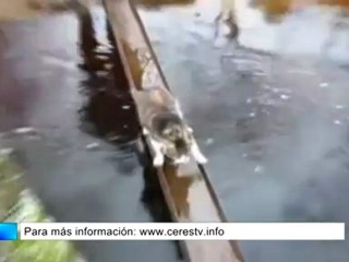 Prueba de que a los gatos no les gusta el agua