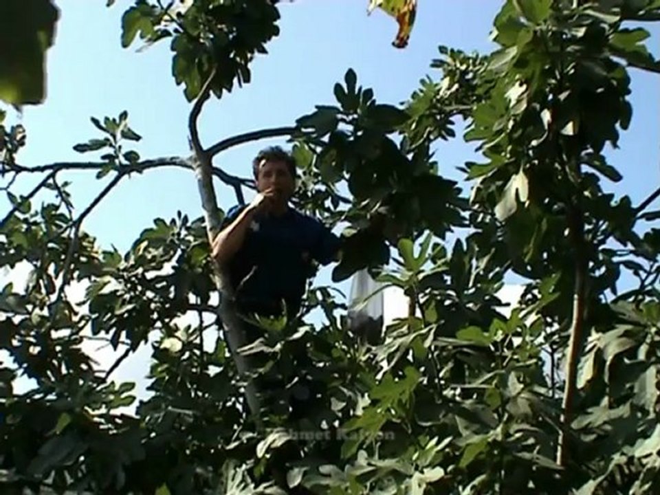 Kus kus Gümüsova-Bolu- yillar gecerken- Mehmet Kalyon 2012