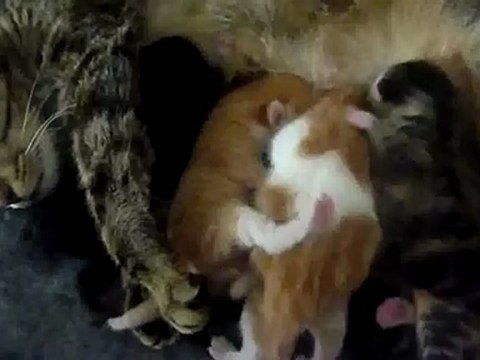 Chatons - Bataille de la tétine