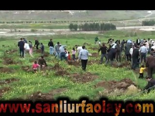 Şanlıurfa'da 3 bin fidan dikildi