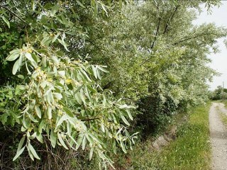 Sabahat Akkiraz - Usandım U.H