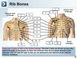 The Skeletal System- Axial Skeleton - What are the Bones of the Thorax