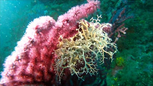 Plongée : Les Fourmigues , Hyères