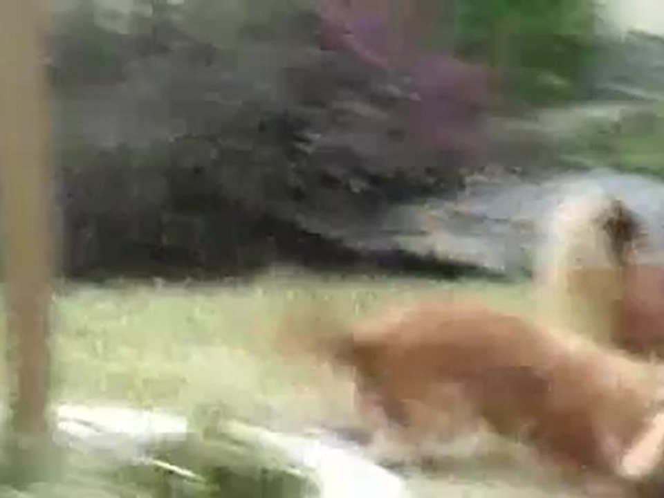 Gribouille en plein jeu avec ses parents !!! - Elevage du Mont des Canaillous - Chihuahuas poils longs