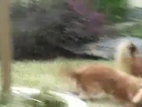 Gribouille en plein jeu avec ses parents !!! - Elevage du Mont des Canaillous - Chihuahuas poils longs