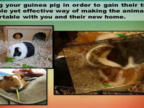 Guinea Pigs Home