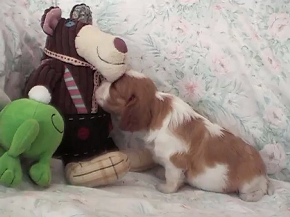 Hawaï Des Cavaliers de Saint Clou