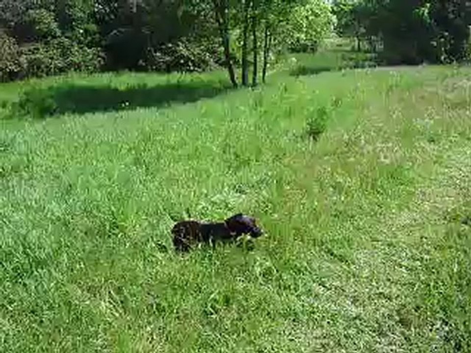 Maya