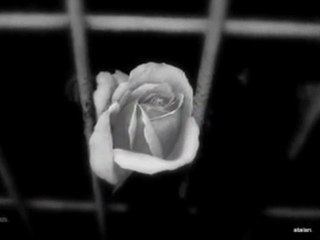 YASEMİN GÖKSU & YARDAN HABER YOK