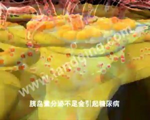 Endocrine System Animation